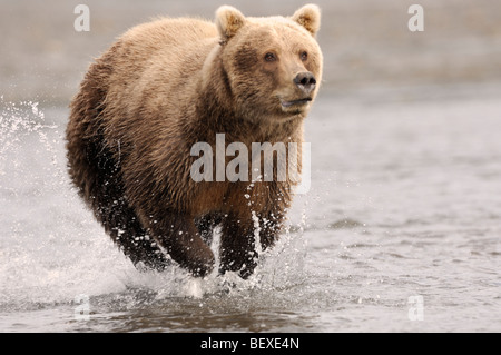 Stock Foto von einem Alaskan Braunbär, fließt das Wasser jagen einen Lachs, Lake-Clark-Nationalpark, Alaska Stockfoto