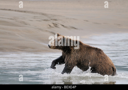 Stock Foto von einem Alaskan Braunbär laufen durch das Wasser, die Jagd nach Fischen, Lake-Clark-Nationalpark, Alaska Stockfoto