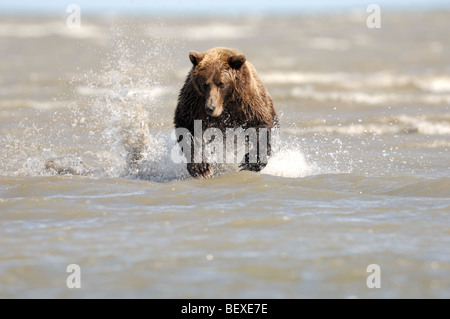 Stock Foto von einem Alaskan Braunbär laufen durch das Wasser, die Jagd nach Fischen, Lake-Clark-Nationalpark, Alaska Stockfoto