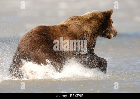 Stock Foto von einem Alaskan Braunbär laufen durch das Wasser, die Jagd nach Fischen, Lake-Clark-Nationalpark, Alaska Stockfoto