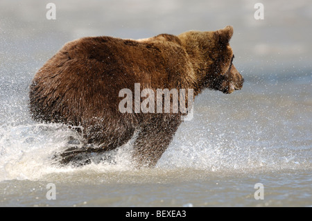 Stock Foto von einem Alaskan Braunbär laufen durch das Wasser, die Jagd nach Fischen, Lake-Clark-Nationalpark, Alaska Stockfoto