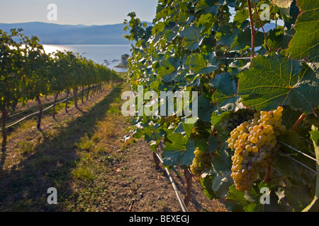 Cluster von Trauben auf Weinreben auf einem Weingut am Ufer des Okanagan Lake in West Kelowna, Kelowna, Okanagan, Westbank, Brit Stockfoto