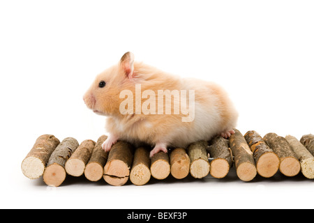 Teddybär Hamster mit weißem Hintergrund Stockfoto