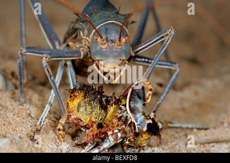 Fütterung der afrikanischen gepanzerten Boden Cricket (Familie Bradyporidae) Stockfoto