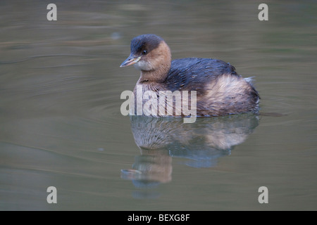 Tachybaptus Ruficolis-Dabchick auf im Winterkleid Stockfoto