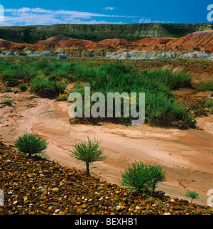 Sukkulente Pflanzen am Ort Kiin-Kerish. Zaisan Depression, Ost-Kasachstan Stockfoto