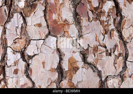 Nahaufnahme der Baumrinde Kiefer Stockfoto