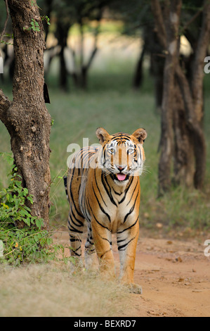 Bengal Tiger Anzeige Flehmen Verhalten in den Dschungeln von Ranthambore Tiger reserve in Indien Stockfoto