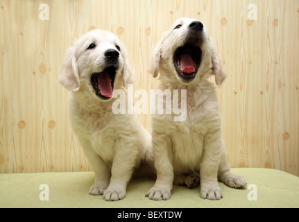 Zwei Golden Retriever Welpen. Stockfoto