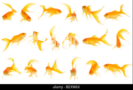 18 Goldfisch (Carassius Auratus) auf weiß (255) Hintergrund, der ausgeschnitten und als verkleinert werden kann benötigt - dies ist eine 180 MB große Datei. Stockfoto