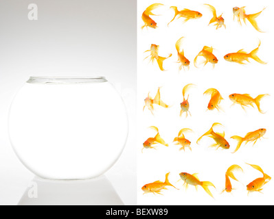 Eine leere Schüssel und 20 Fantail Goldfisch, die ausgeschnitten, angepasst und je nach Bedarf in die Schüssel gelegt.  Dies ist eine 140 MB große Datei. Stockfoto