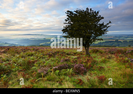 Blick vom Dunkery Hügel mit Blick auf Exmoor Nationalpark. Stockfoto