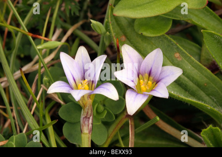 Sand Krokus (Romulea Columnae: Iridaceae) in der kürzlich wiederentdeckten Ort auf eine Cornish Klippen, UK Stockfoto