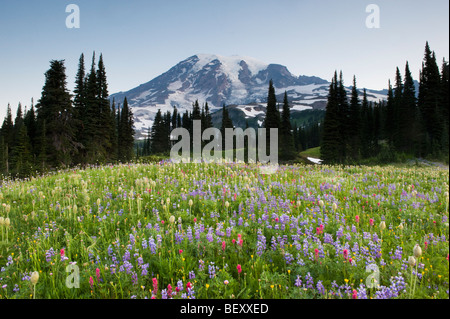 Sommer Wildblumen, Paradies Bereich Mount Rainier Nationalpark, Washington Juli Stockfoto