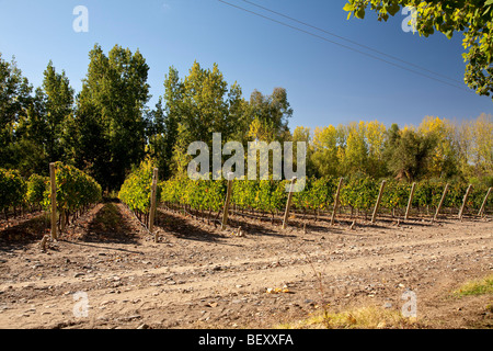 Weinberge in Uco Valley, Tupungato, Mendoza Provinz, zentralen Anden Argentinien Stockfoto