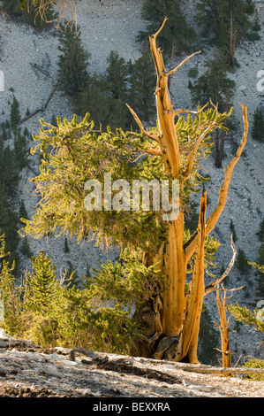 Bristlecone Kiefer (Pinus Longaeva) ältesten Lebewesen, Patriarch Grove, White Mountains, Kalifornien Stockfoto