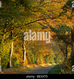 Herbst in der Nähe von Holt, Norfolk, Großbritannien Stockfoto