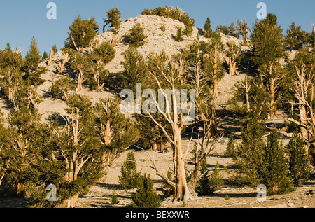 Bristlecone Kiefer (Pinus Longaeva) ältesten Lebewesen, Patriarch Grove, White Mountains, Kalifornien Stockfoto