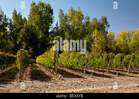 Weinberge in Uco Valley, Tupungato, Mendoza Provinz, zentralen Anden Argentinien Stockfoto