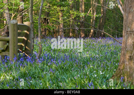 Glockenblumen in Sussex, England. Stockfoto