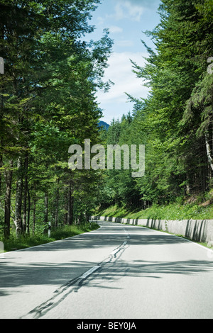 Landstraße durch einen Kiefernwald Stockfoto