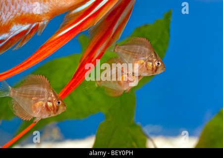 Pompadour Diskus Fische Diskusfish rot braun SANTAREM Diskus Buntbarsche Brut Nest Eier bemuttern Luke schlüpfen Rasse bree Stockfoto