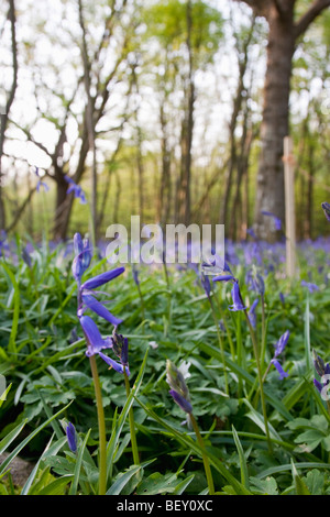 Glockenblumen in Sussex, England. Stockfoto