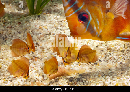 Pompadour Diskus Fische Diskusfish rot braun SANTAREM Diskus Buntbarsche Brut Nest Eier bemuttern Luke schlüpfen Rasse bree Stockfoto