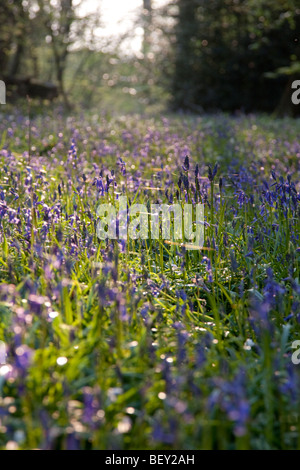 Glockenblumen in Sussex, England. Stockfoto