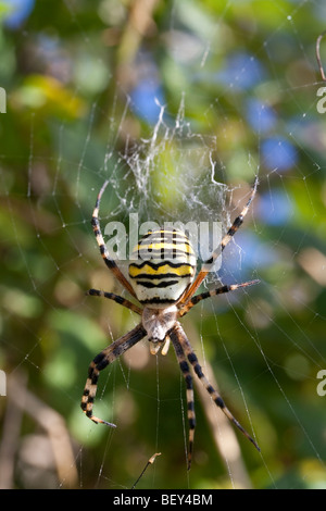 Eine weibliche Wasp Spider (Argiope Bruennichi) neigt ihr Netz. Purbeck, Dorset, Großbritannien Stockfoto