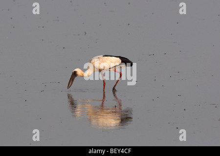 Anastomus Oscitans asiatischer Openbill asiatischen Storch Stockfoto