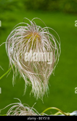 Herbst Samenköpfe von CLEMATIS Blumengarten Garten Zaun lange Kopfhaar haarige Frucht Fruchtkörper stehen weiße Licht rosa CLEMATIS Stockfoto