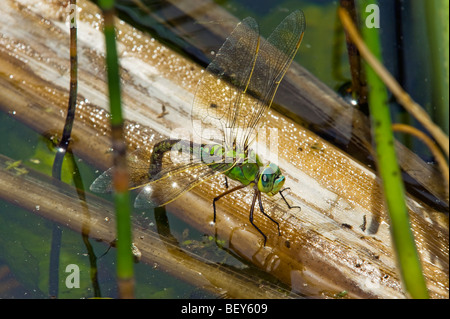 grün blau braun fliegen Libelle Reproduktion Dracheneier Verlegung im Wasser Pflanze großen Drachen fliegen Ei Libelle sitzend Teich Stockfoto