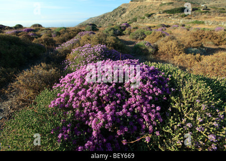 Griechenland-Kykladen-Sikinos wilder Thymian in Blüte Stockfoto