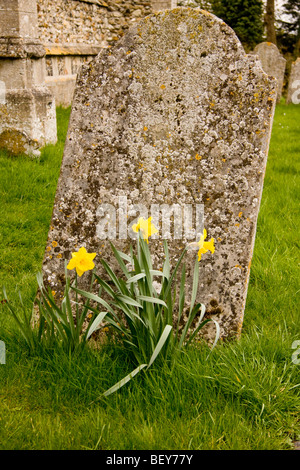 ein Grabstein auf dem Friedhof der Pfarrkirche St. Johannes der Täufer Thaxted Essex England mit drei Narzissen Stockfoto