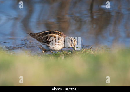 Lymnocryptes Zip - Jack Snipe Nahrungssuche im Schlamm neben Wasser Stockfoto