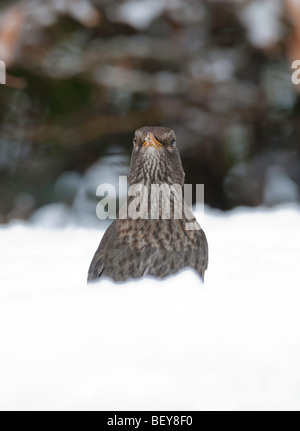 Amsel Turdus Merula im Tiefschnee Stockfoto