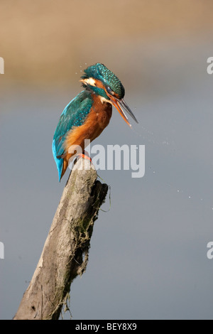 Eisvogel Alcedo Atthis schütteln Wasser aus dem Mund nach dem Schlucken Fisch Stockfoto