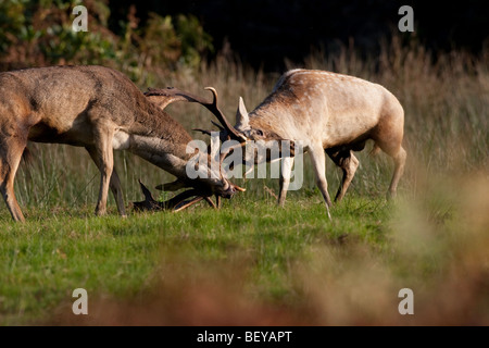 Spurrinnen Damhirsch Geweih sperren Stockfoto