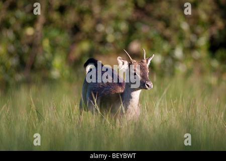 Damwild in Richtung Kamera Stockfoto