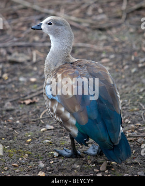 Abessinier Blauflügel Gans (Cyanochen Cyanoptera) Stockfoto