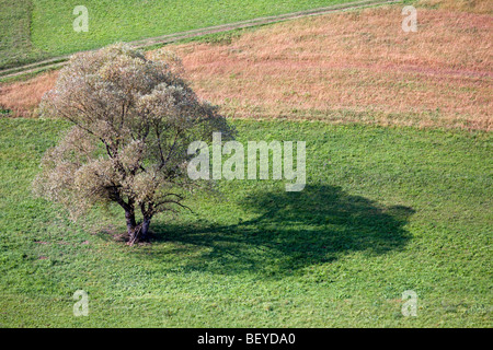 Einsamer Baum auf dem Feld in das Morgenlicht. Stockfoto