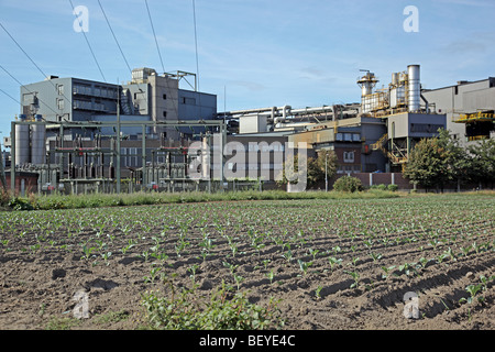 Gemüseanbau, die neben einem Stahlwerk in der Nähe von Brühl Köln Nord-Rhein Westfalen-Deutschland Europa Stockfoto