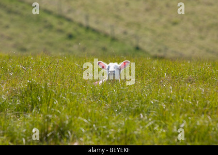 Lamm mit großen rosa Ohren, East Sussex. Stockfoto