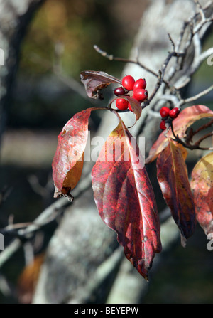 Cornus Florida Prinzessin Hartriegel mit roten Beeren und die wandelnden Blätter. Die Blätter sind rot, gelb und Orange. Herbst geschossen. Stockfoto