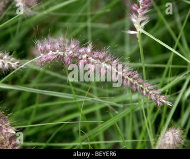 Chinese Fountain Grass, Pennisetum alopecuroides 'Karley-Rose', Poaceae alias Swamp-Foxtail, Chinese Millet Grass. China. Stockfoto