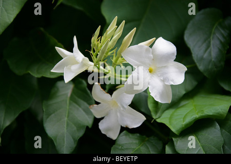 Chilenischer Jasmin, Mandevilla Laxa, Lobelia, Argentinien, Südamerika Stockfoto