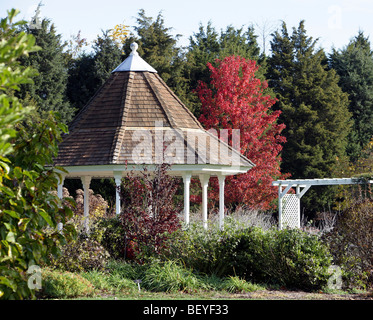 Eine große Gartenlaube mit callery Birnbaum Pyrus Calleryana Aristokrat Rosengewächse mit Blättern in einen leuchtenden Herbst rot geändert. Stockfoto