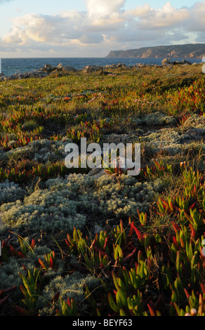 Vegetation direkt am Meer, Portugal Küste, in der Nähe von Aveiro. Stockfoto