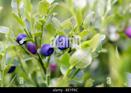 Blaubeer-Sträucher - Wald Produkt Stockfoto